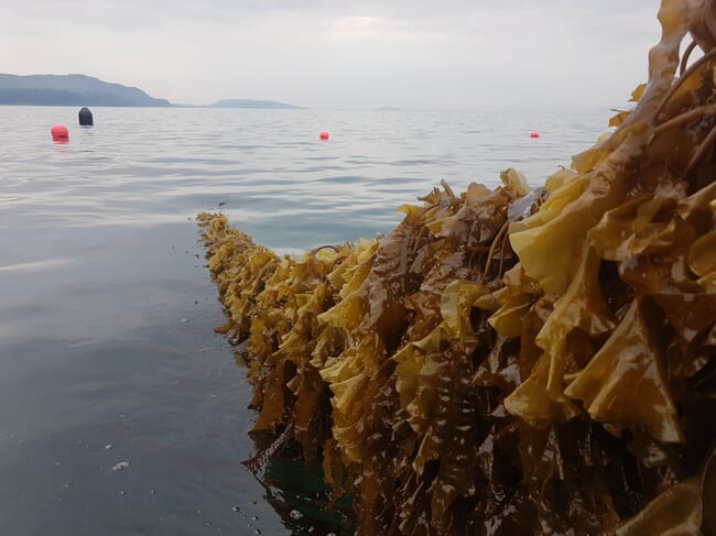Algas marinhas cultivadas com cordas.