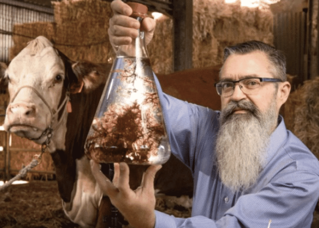 um homem com um frasco de algas marinhas em frente a uma vaca