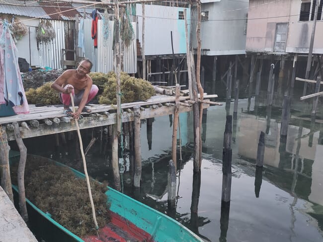 An old man harvesting seaweed.