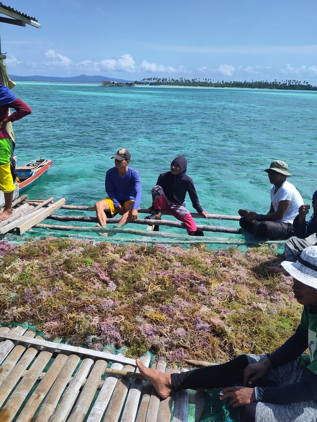 Produtores de algas marinhas em Tawi-Tawi