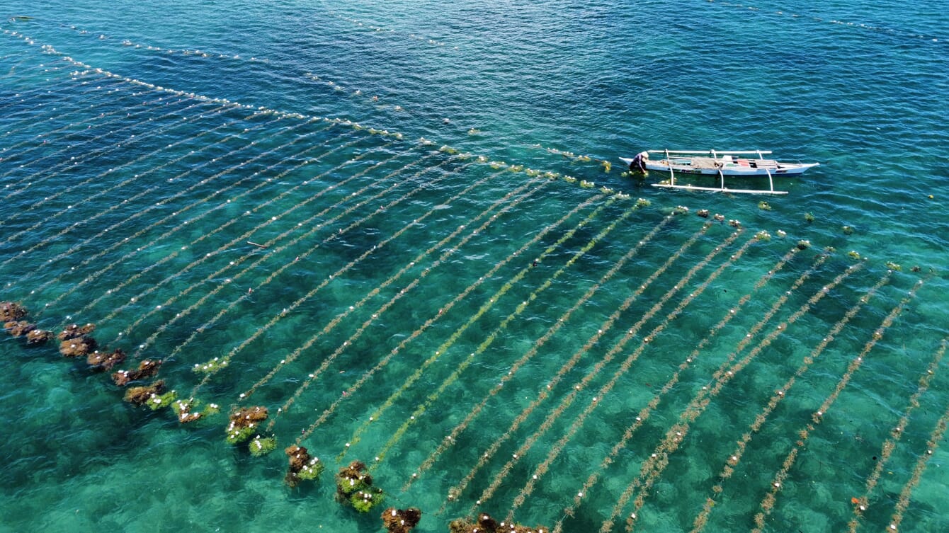 An aerial view of the grow-lines in a tropical seaweed farm.