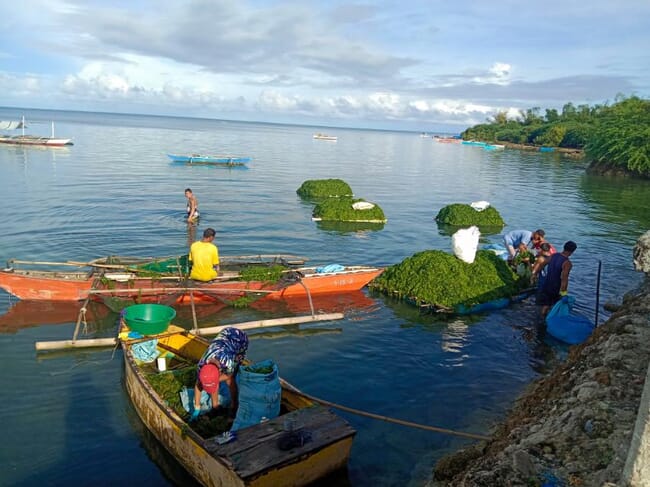 Small boats laden with seaweed.