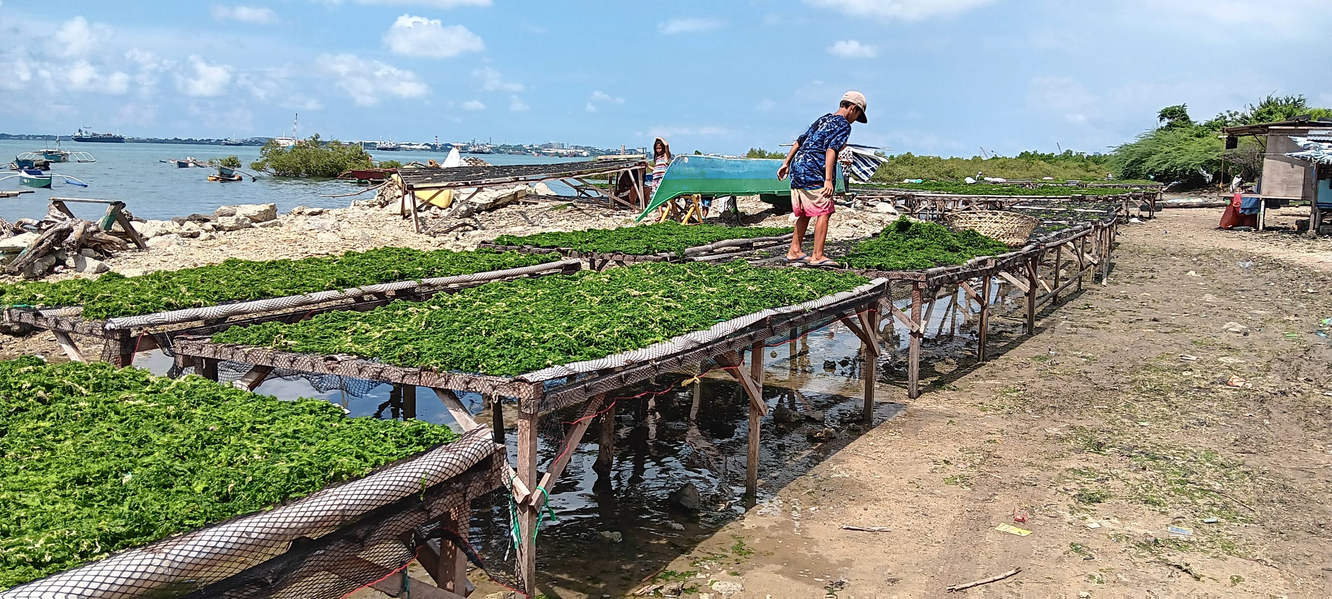 Can sea lettuce breathe new life into the Philippines' seaweed sector ...