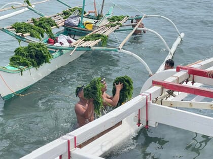 People harvesting seaweed.