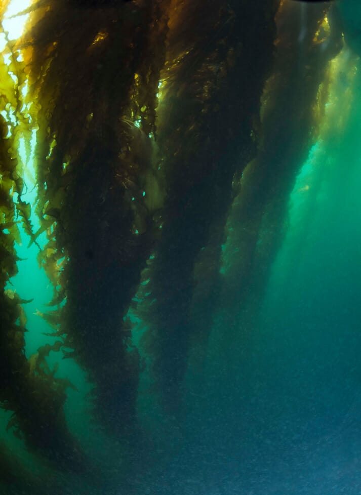 vertical seaweed lines in the water