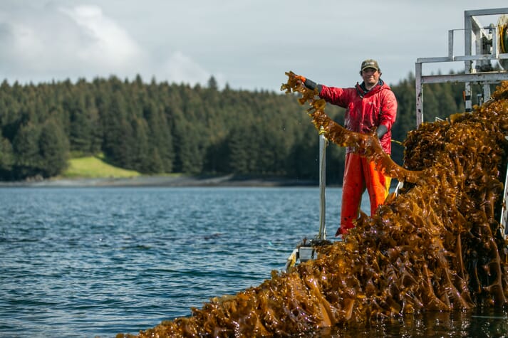 a man holding seaweed