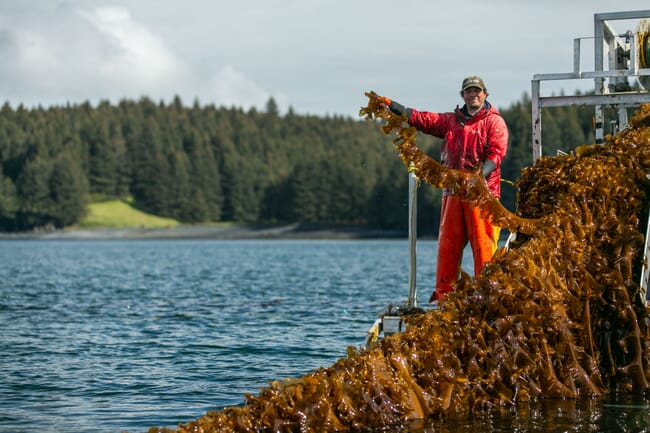 a man on a boat holding up rope-grown kelp.