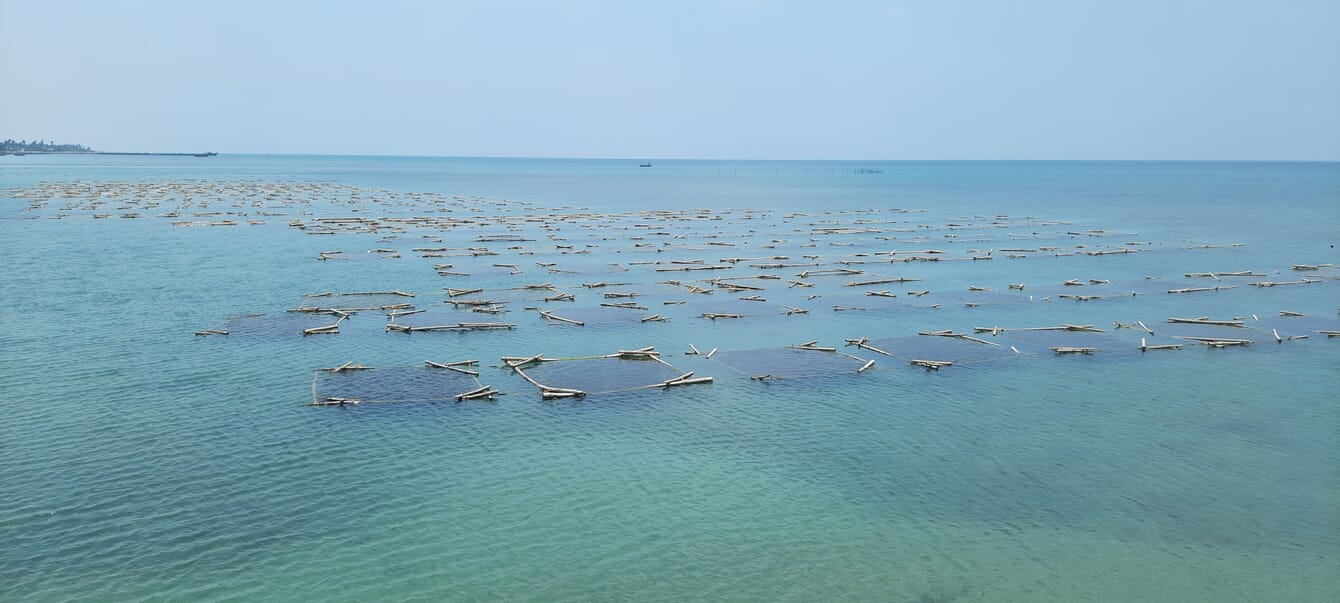 An aerial view of seaweed farms in India.
