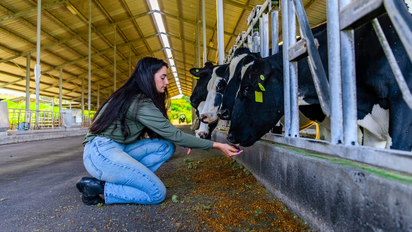 Mujer alimentando a una vaca