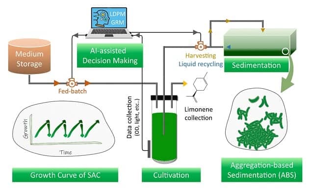 This illustration shows the integration of the machine-learning informed semi-continuous algal cultivation (SAC) and aggregation-based sedimentation (ABS) for biofuel production.