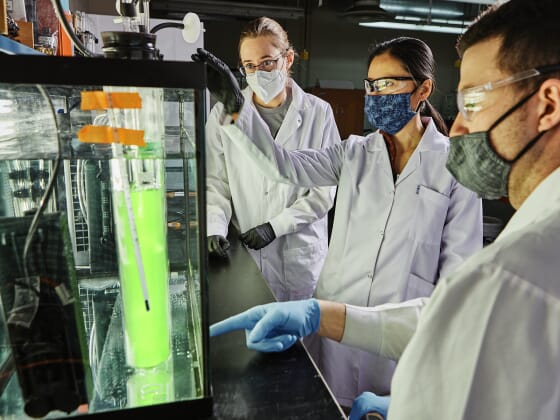 Researchers standing near an algae column in a lab