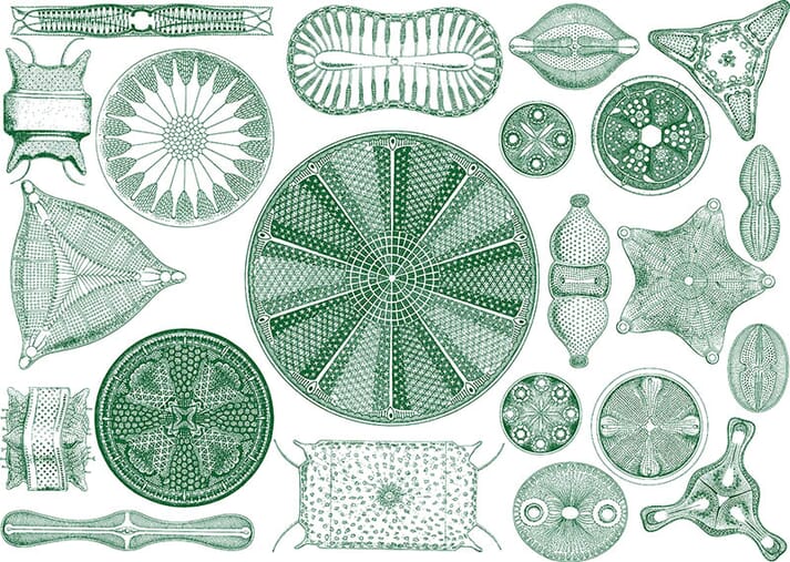 diagram of diatoms