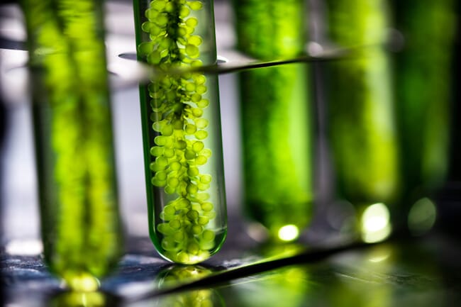 Algae in test tube