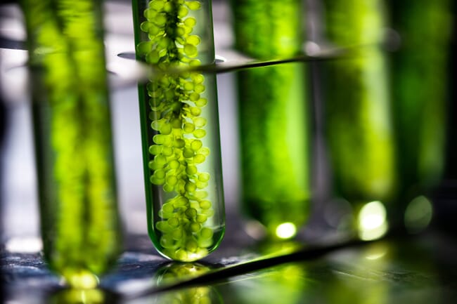 Algae in test tubes