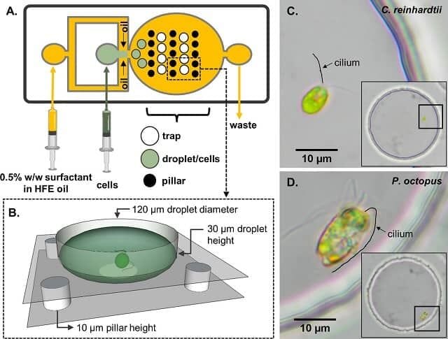 Microfluidics schematic