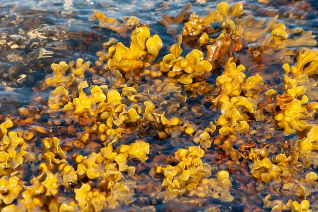 Uma massa flutuante de algas marinhas.