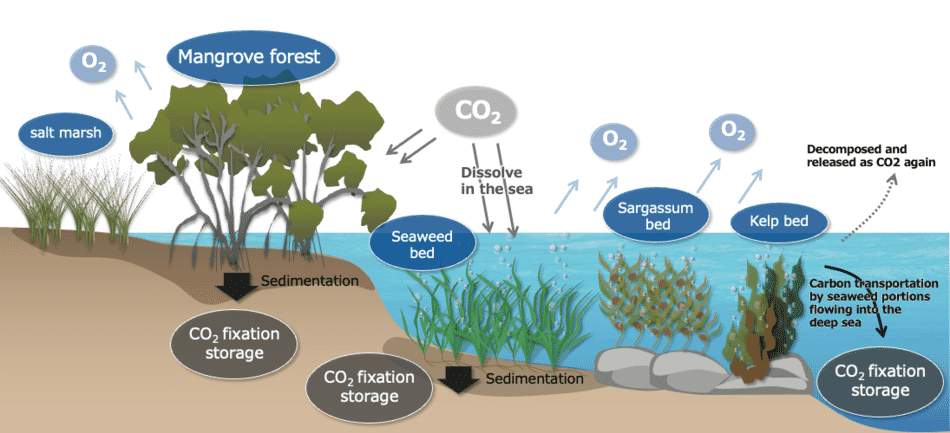 Umitron and ENEOS join forces on blue carbon and circular economy ...