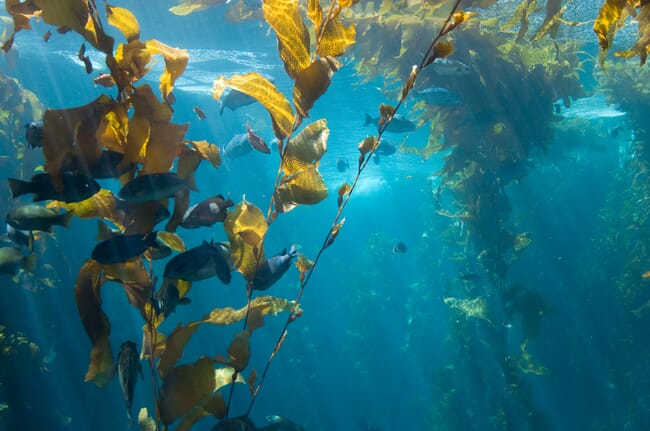 Kelp ecosystem underwater