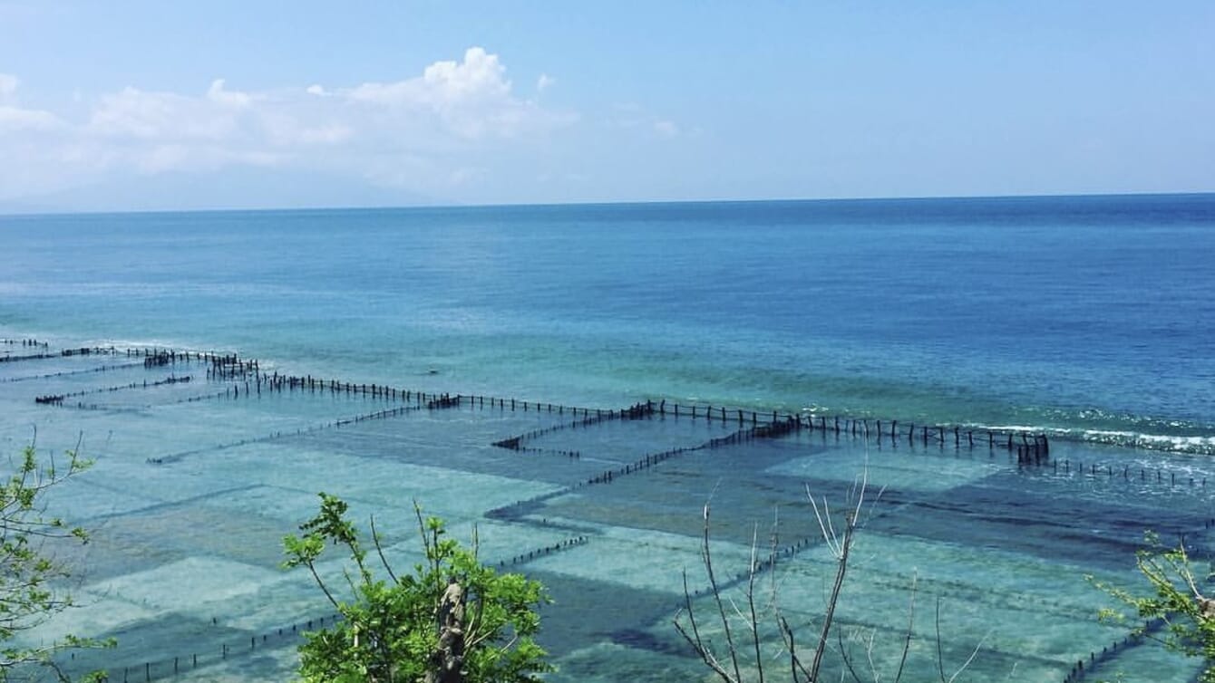 aerial view of a seaweed farm