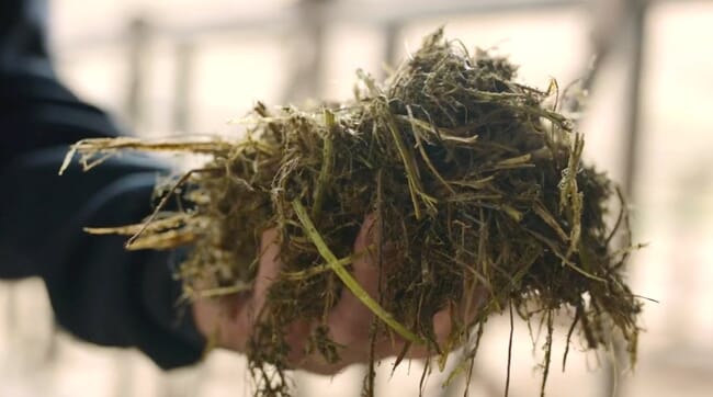 person holding wet grass