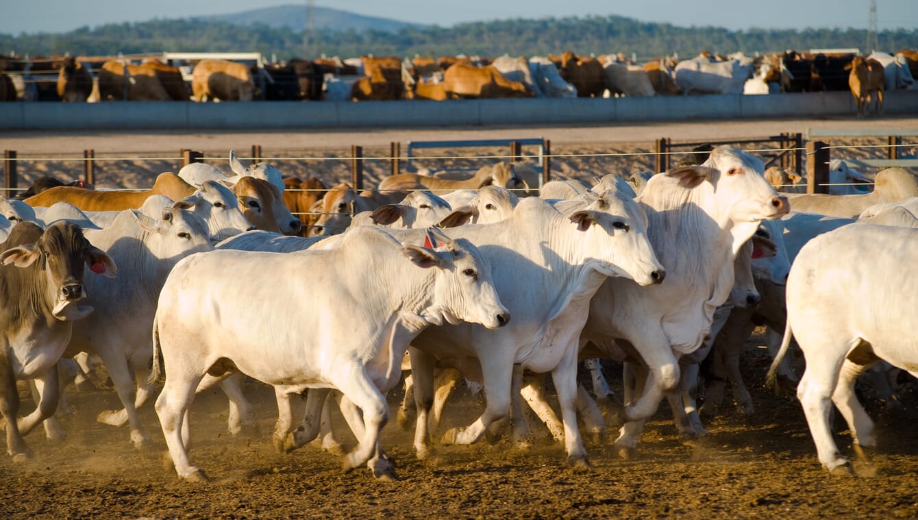 Brahman cattle on a feedlot