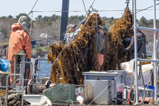 harvesting kelp