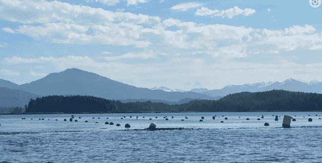 a seaweed farm