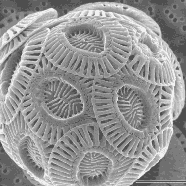 microalgae cell