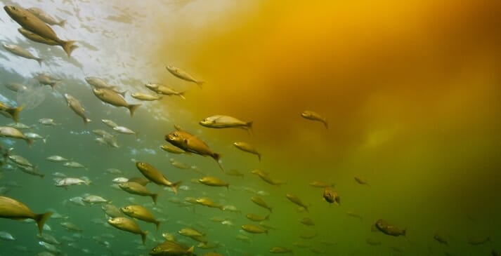 fish swimming beneath a red tide algae bloom