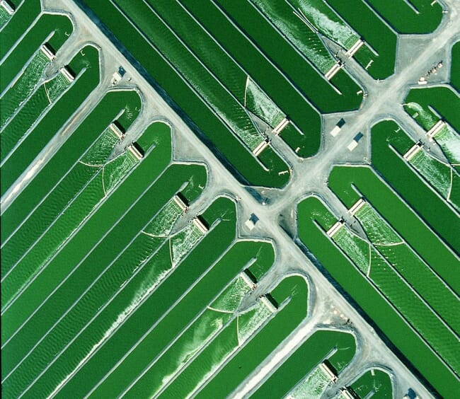 aerial view of microalgae production raceways