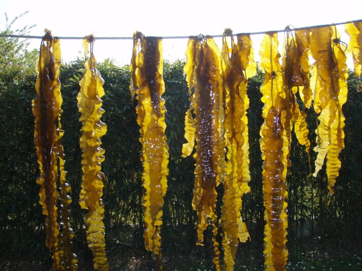 seaweed drying on a line