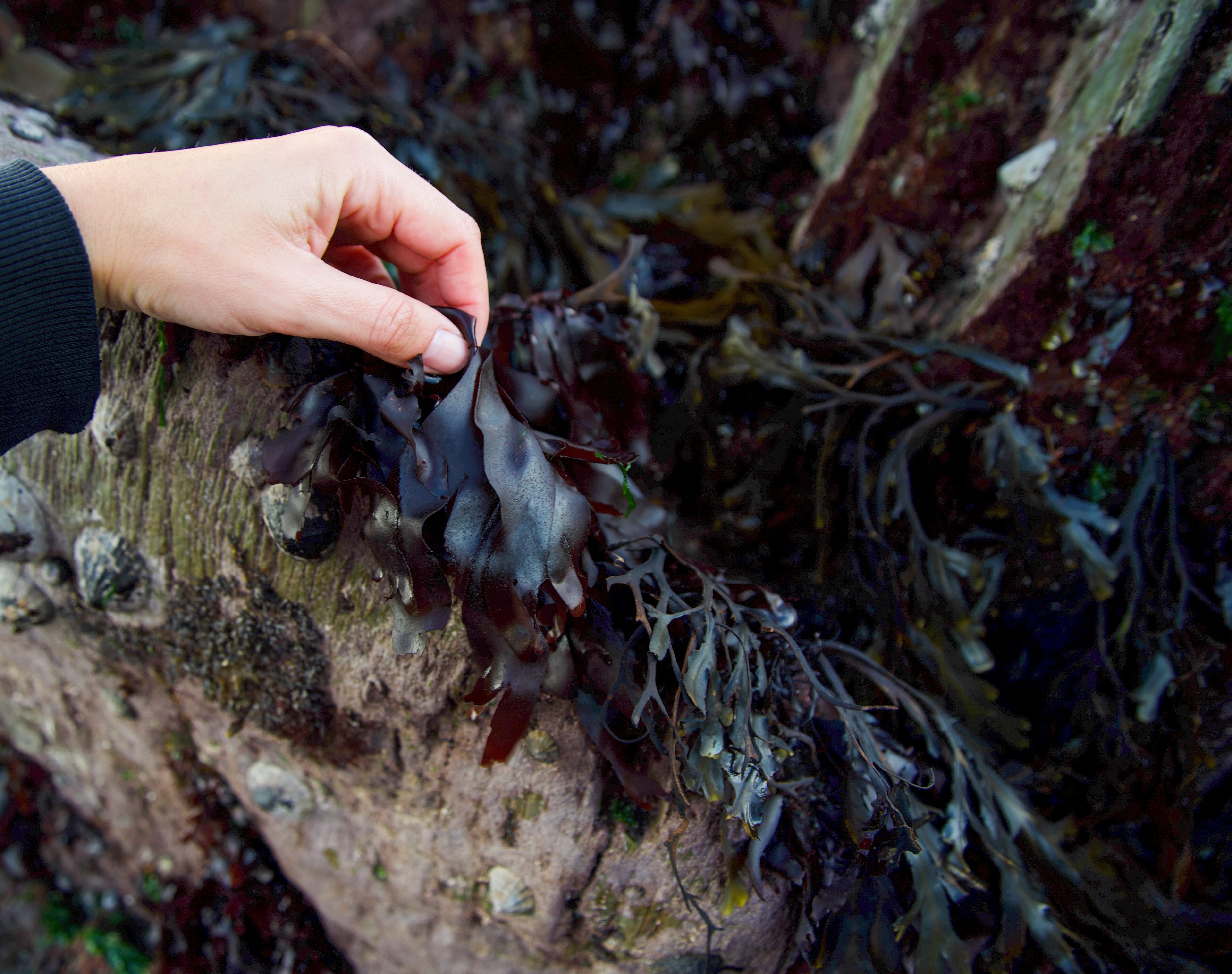 Jumpstarting Ireland's Seaweed Success | The Fish Site