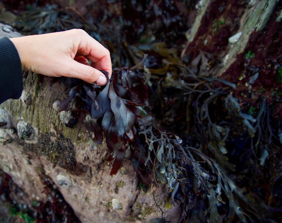 Jumpstarting Ireland's seaweed success The Fish Site