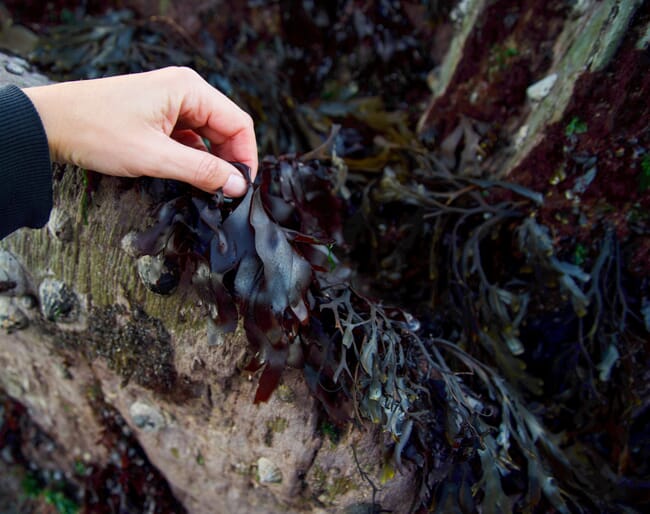 red seaweed (dulse) growing on the shore