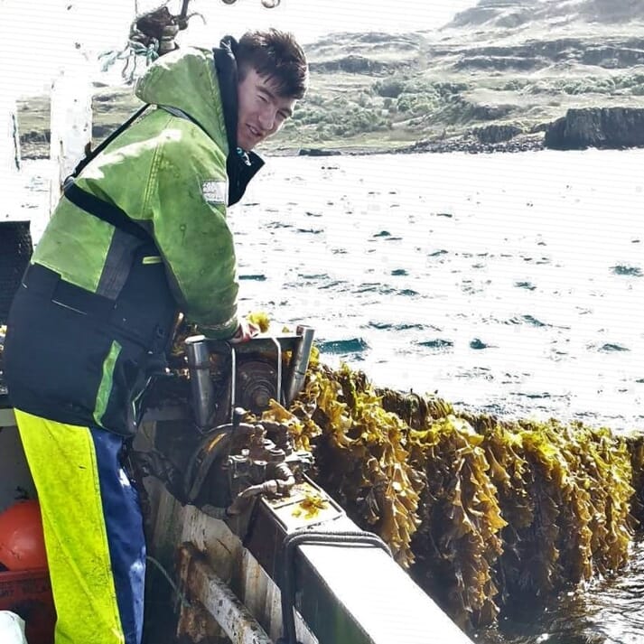 bringing in farmed seaweed lines