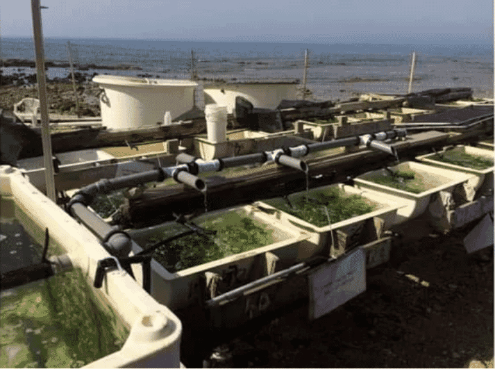 Land-based aquaculture system