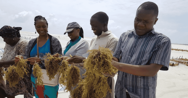 Examining farmed seaweed for signs of disease in Zanzibar
