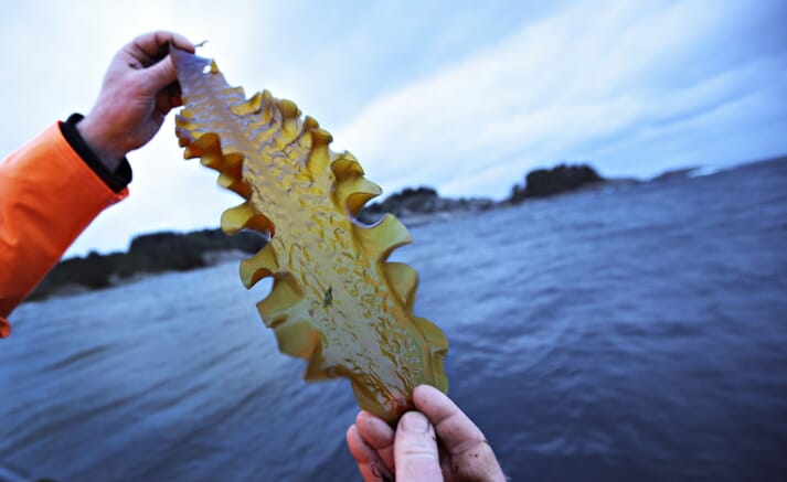 person holding a blade of kelp