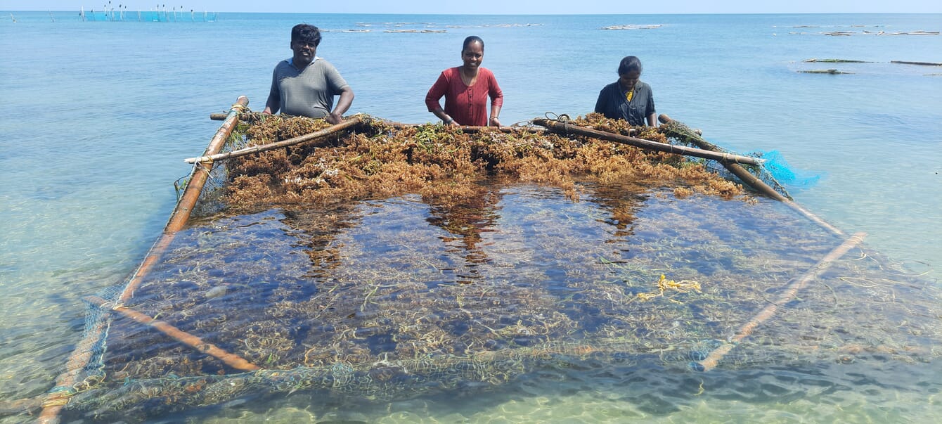 A group of three people harvesting seaweed in India.