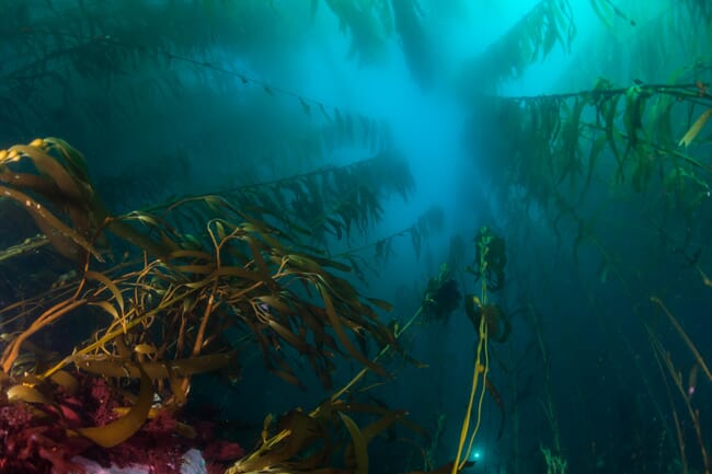 Looking up at an underwater kelp forest