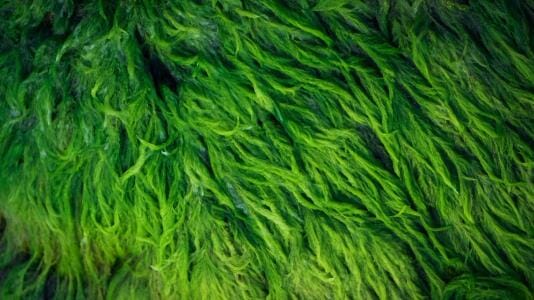 Green algae tendrils