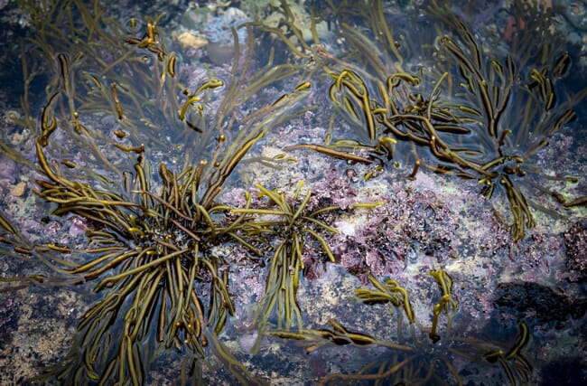 codium tomentosum in a tidal pool