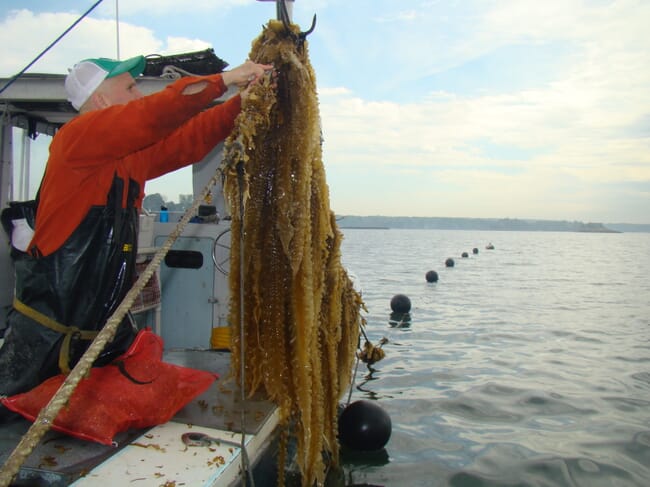 pulling kelp onto a boat