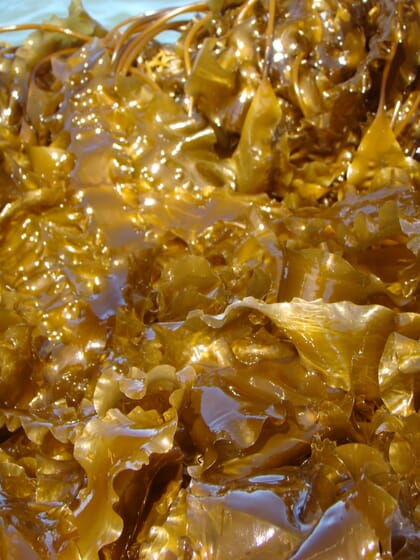 close up of farmed kelp