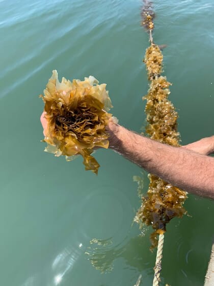 person pulling seaweed off of lines