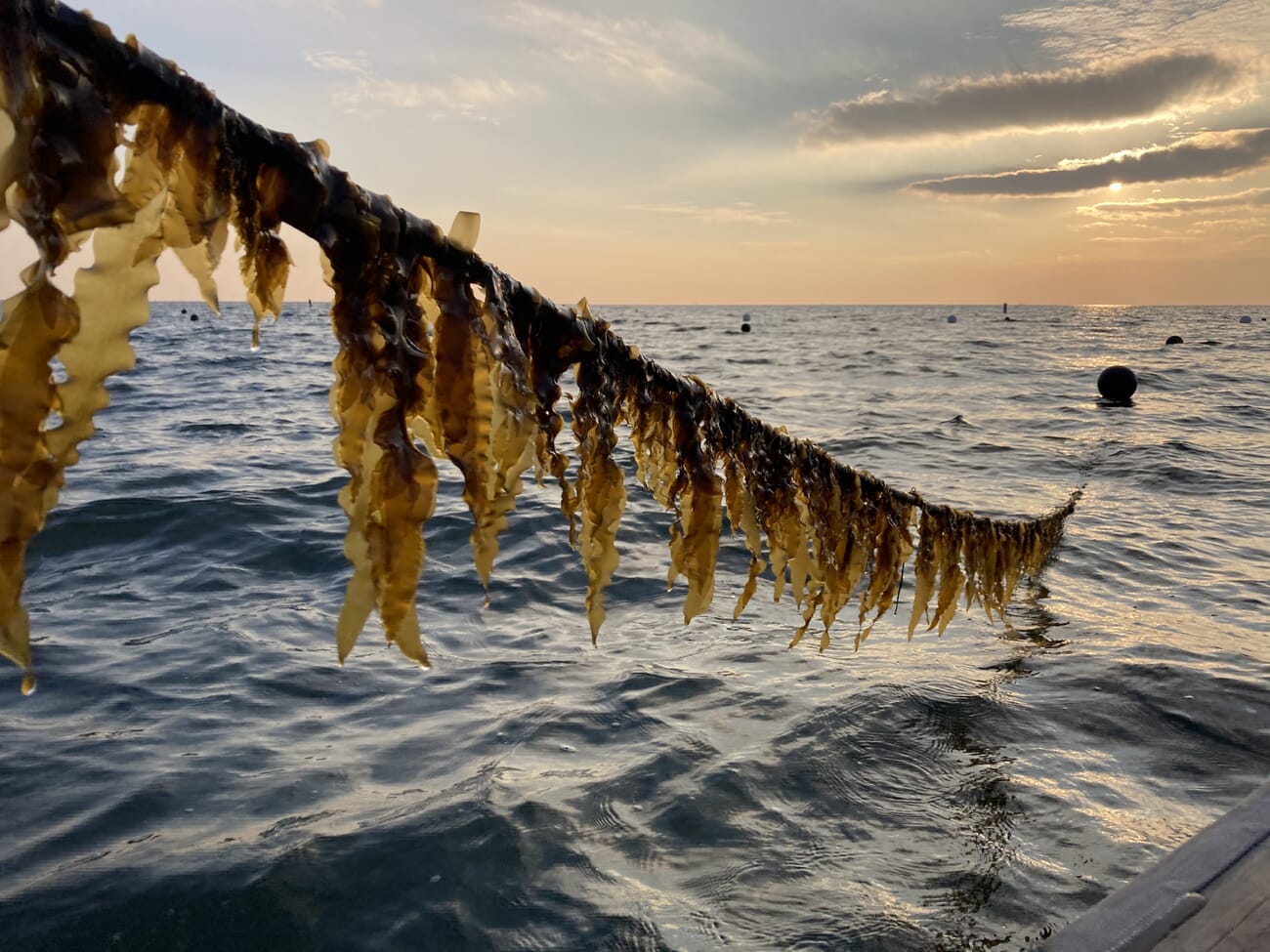 Carbon Kapture partners with shellfish farmers to set up first seaweed ...