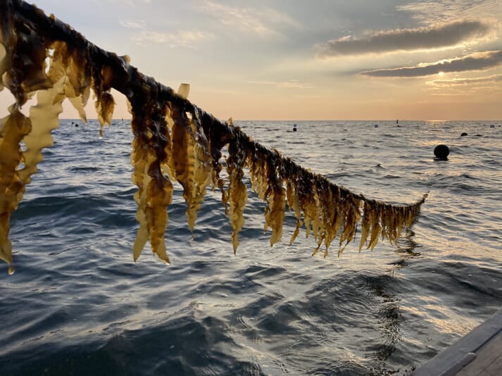 Kelp growing on a line