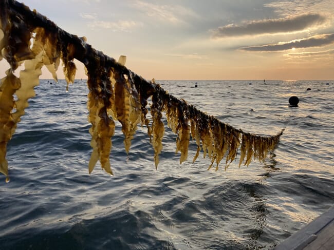 Algas en un sedal fuera del agua