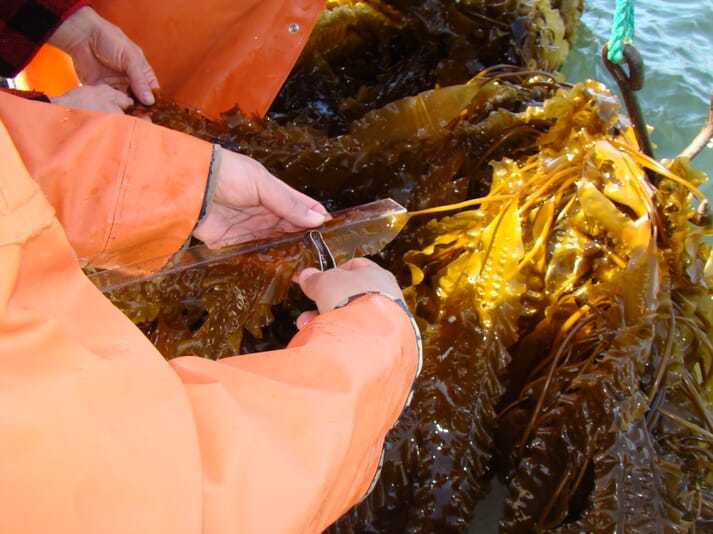 seaweed farmer measuring kelp fronds