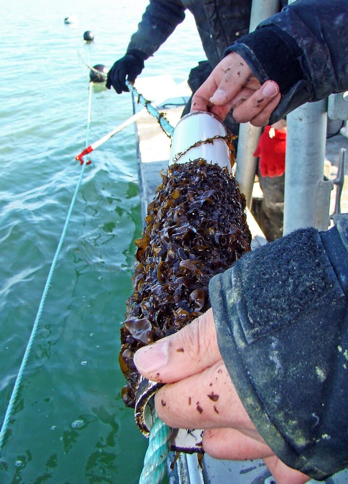 person seeding a kelp line